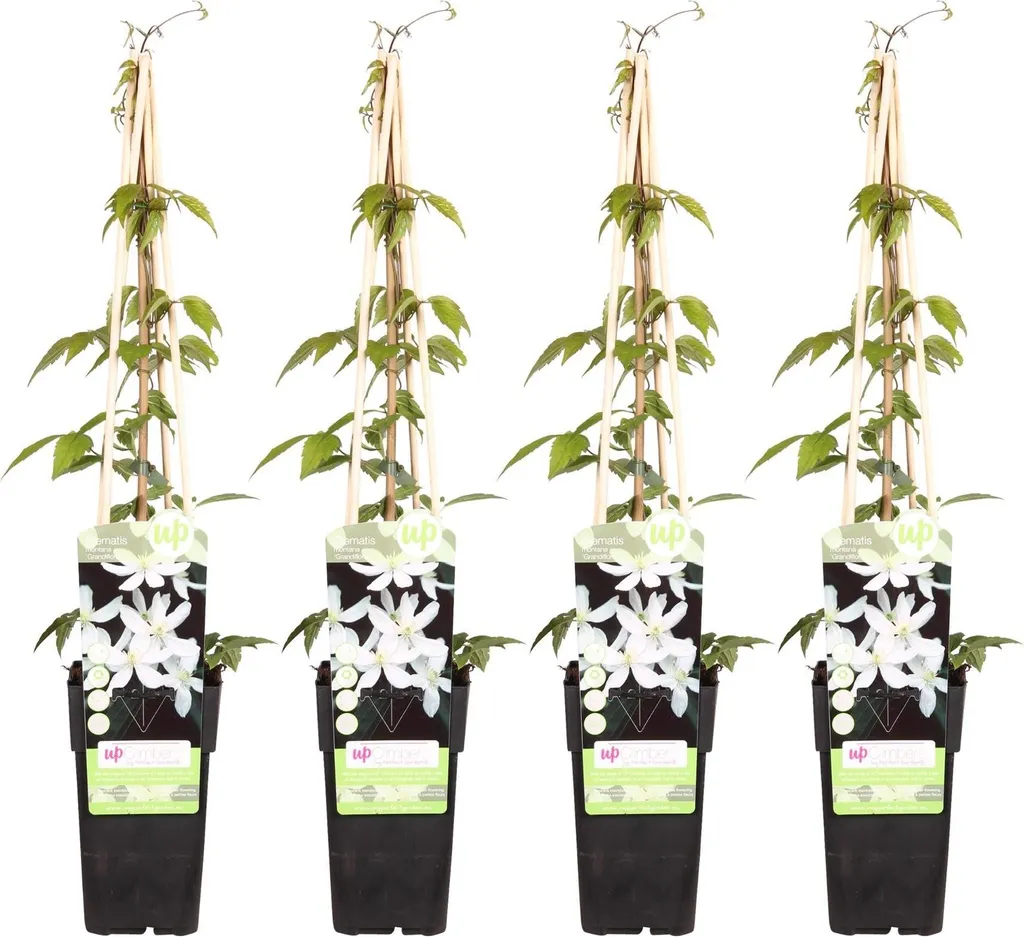Clématite montana Grandiflora x4, fleurs blanches, grimpante de 65 cm