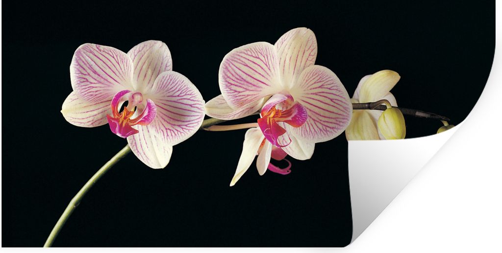 MuchoWow Wandtattoo Wandsticker Wandaufkleber Orchidee - Blumen - Schwarz - Rosa - Knöpfe 160x80 cm Selbstklebend und Repositionierbar - Sticker...