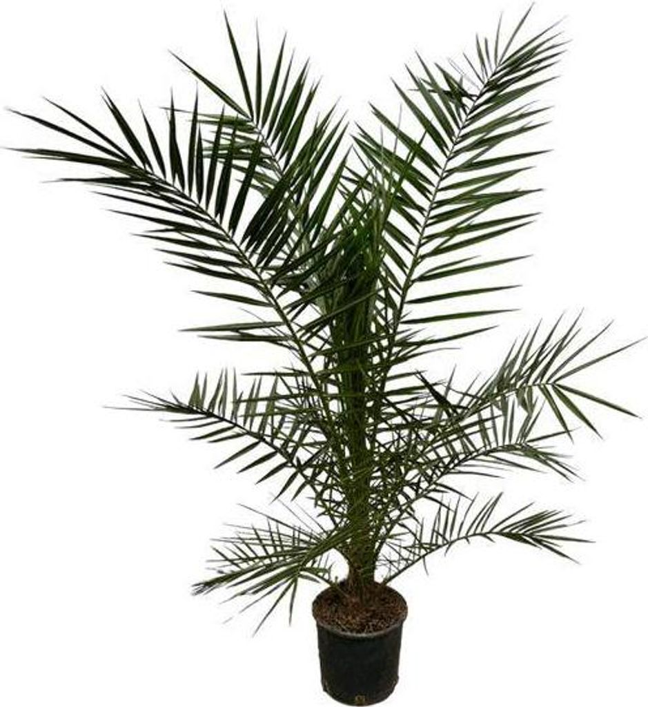 Phoenix Canariensis Kanarische Dattelpalme Zimmerpflanze Palme für drinnen Deko