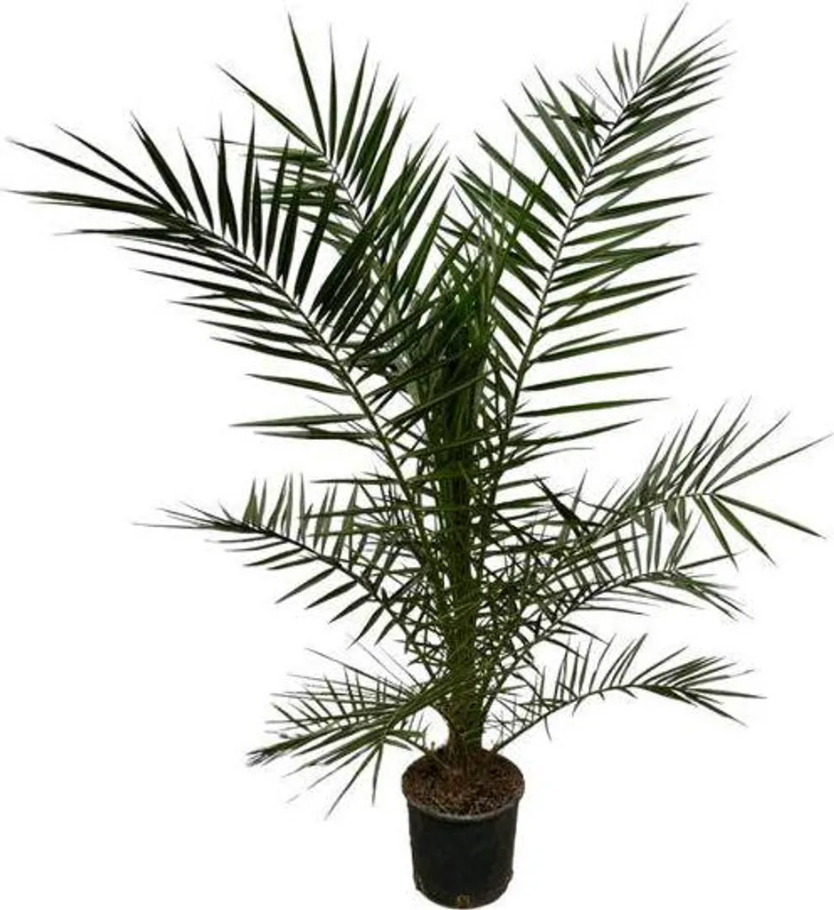 Palmier Phoenix pour Salon et Terrasse - Phoenix Canariensis 160 cm