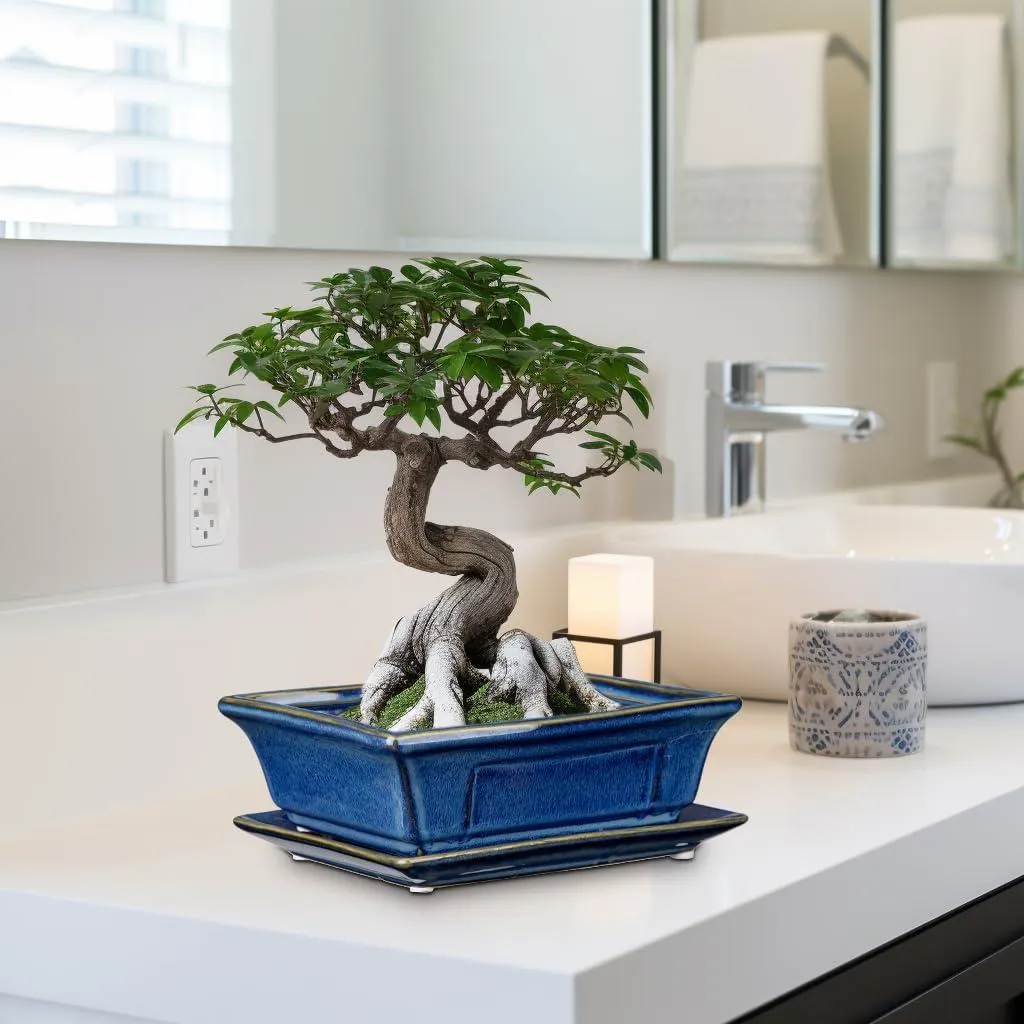 Pots à bonsaï avec drainage et soucoupes intégrées - Céramique de 19cm - 3