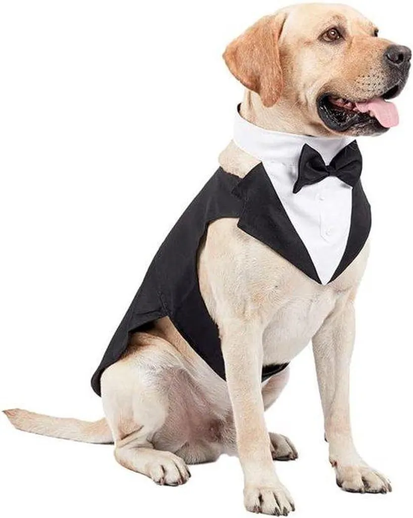 Smoking pour Chien XXL Allecto Plus Confortable avec Bandana Ajustable