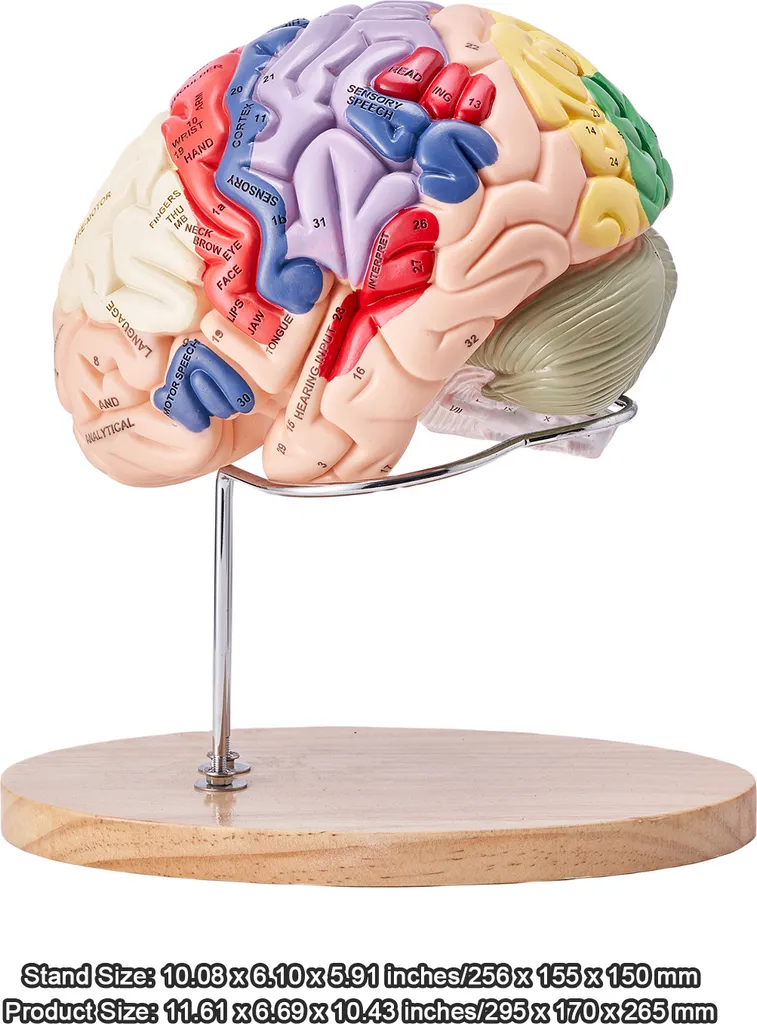 Modèle de Cerveau 4 Parties à Code Couleur avec Étiquettes Didactiques - 8