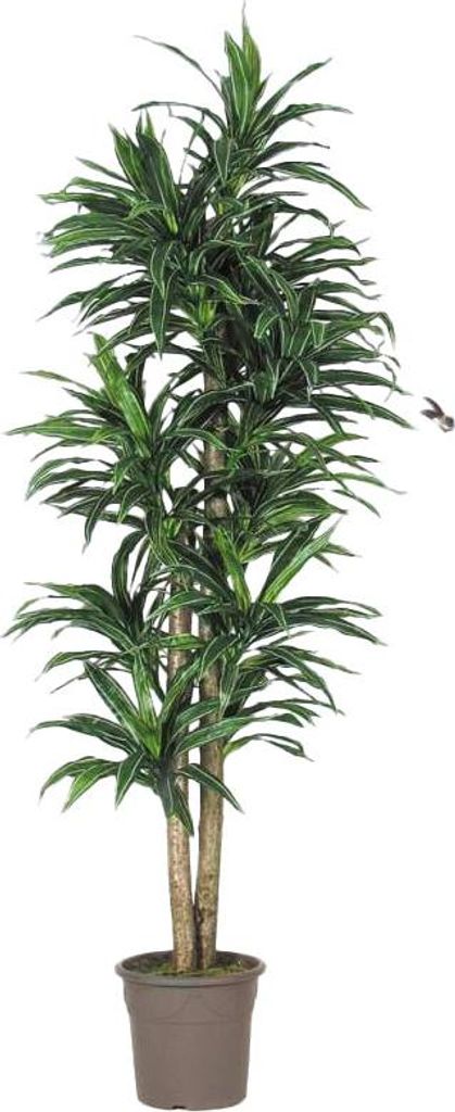 artplants.de Deko Dracaena Fragrans KANDIDA, Naturstämme, grün-weiß, 200cm - Italy - Kunstpflanzen Drachenbaum