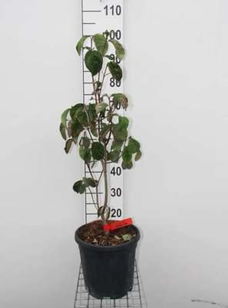 Cornus florida Cherokee Chief - Cornouiller sanguin rose 60-80 cm