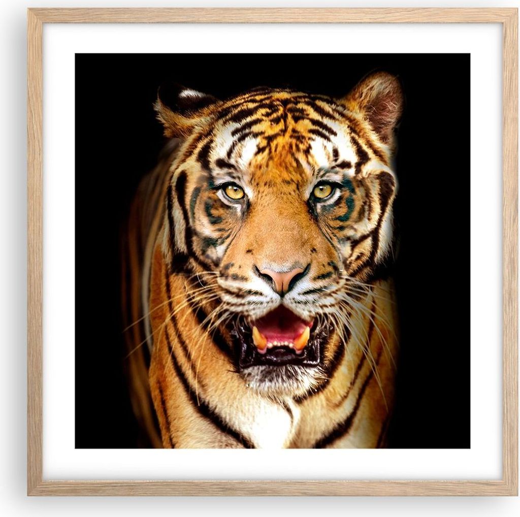 Gerahmtes Poster - Rahmen in heller Eiche - tiger tier - 50x50 cm - Wand Bild - Wanddeko - Wandbilder - Kunstposter - Wandposter - Bilderrahmen - B...