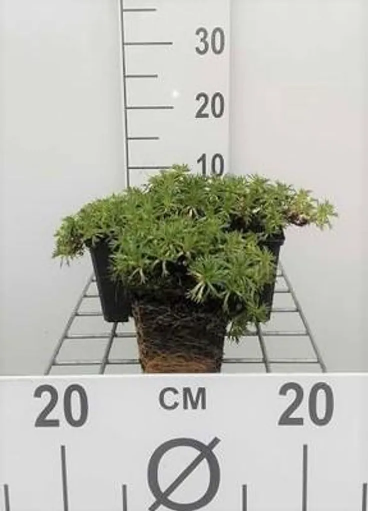 6 Azorella trifurcata - Coussin des Andes de qualité en pot 9x9 cm
