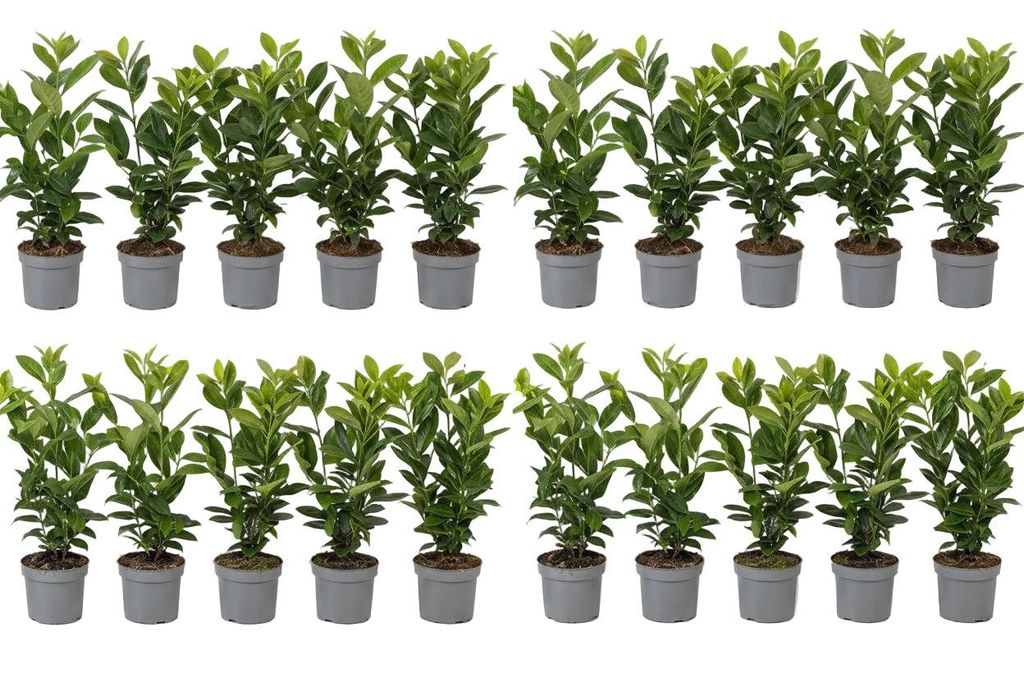 20x Kirschlorbeer Novita 40-50 cm | Prunus laurocerasus Produktbild 