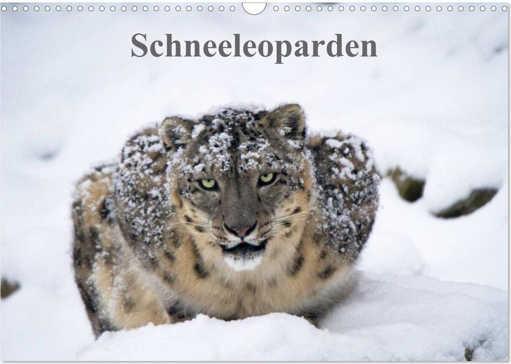 Schneeleoparden (Wandkalender 2026 DIN A3 quer), CALVENDO Monatskalender
