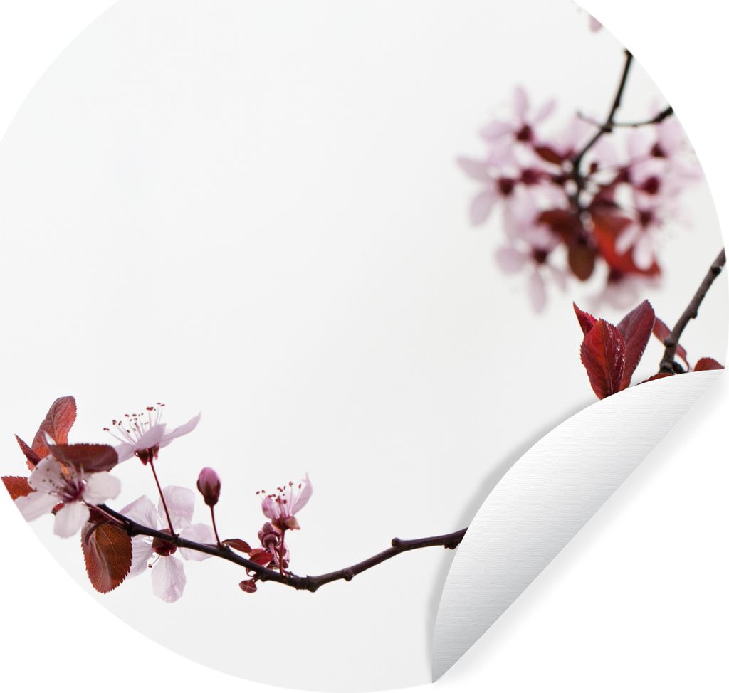 MuchoWow Runde Wandtattoo - Wandsticker Tapete Aufkleber Blumen - Blüte - Kirschbaum Ø 50 cm Selbstklebend und Repositionierbar - Wandaufkleber...