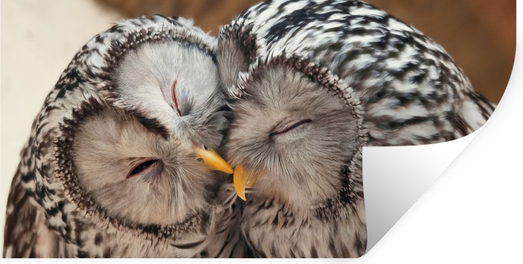 MuchoWow Wandtattoo Wandsticker Wandaufkleber Eulen - Vögel - Schnabel - Familie 80x40 cm Selbstklebend und Repositionierbar - Aufkleber
