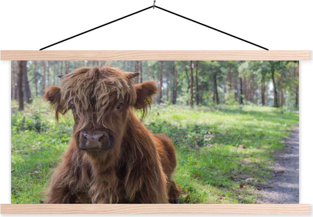 MuchoWow Textilposter Schottisches Hochlandrind - Kröte - Tiere 120x60 cm mit holzfarbenen Rahmen - Klemmleiste