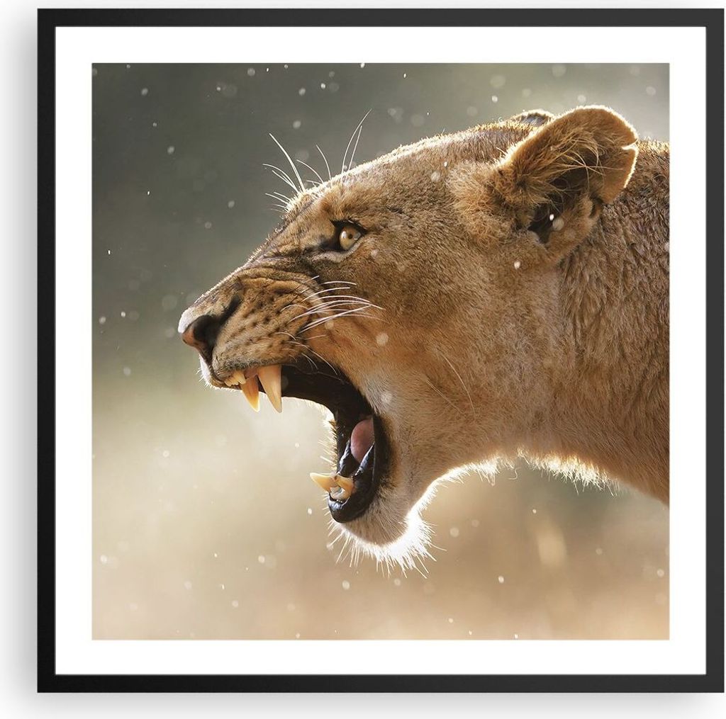 Gerahmtes Poster - Schwarzer Rahmen - Löwe Löwin Reißzähne - 60x60 cm - Wand Bild - Wanddeko - Wandbilder - Kunstposter - Wandposter - Bilderra...