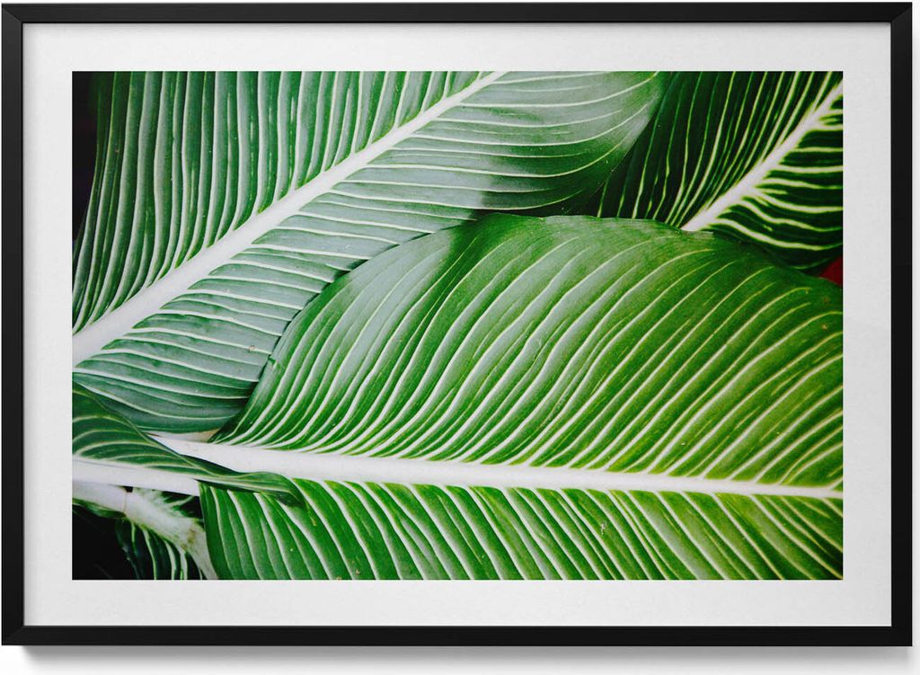 Exotische grüne Blätter– Wandbild mit Rahmen – Gerahmtes Bild – Wanddekoration – 100x70 cm – Schwarz Rahmen