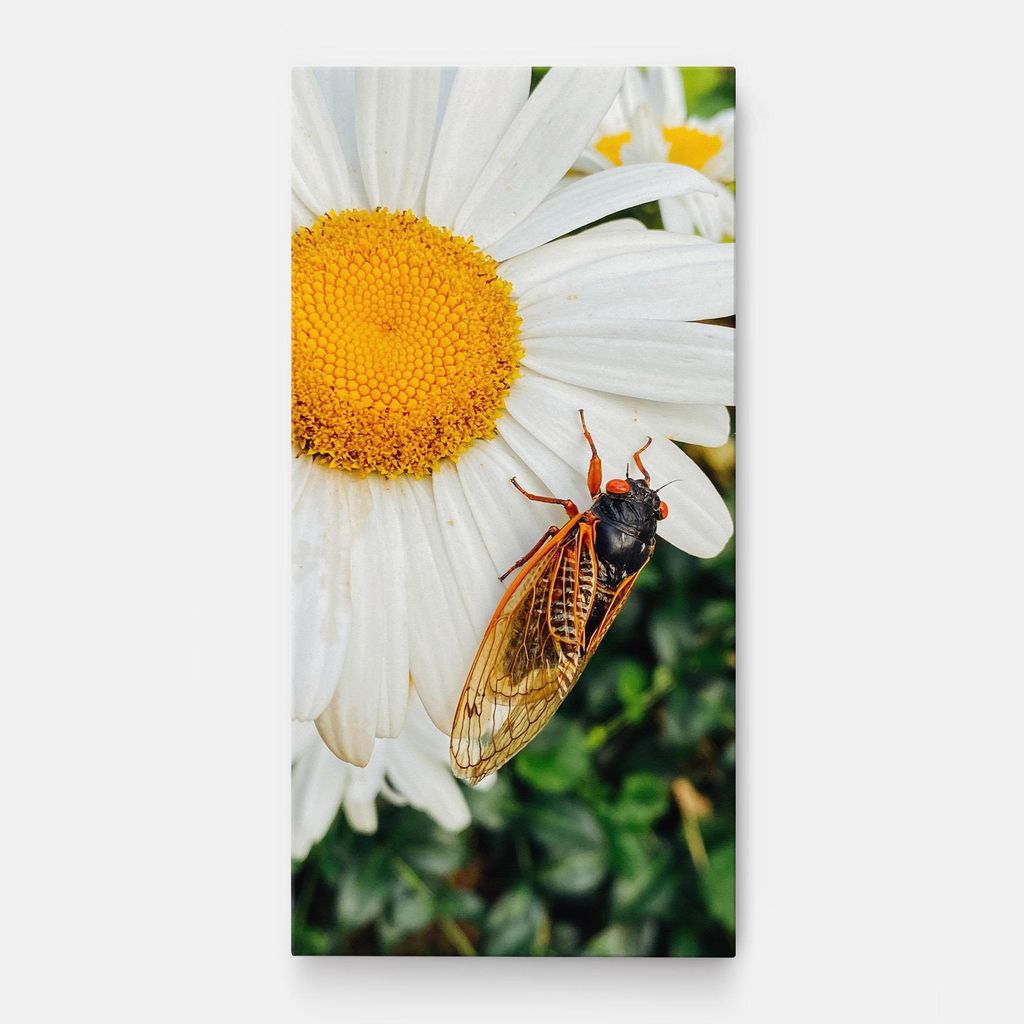 ARTHUB Leinwandbild 40x80 cm, Bug On The Daisy | Wohnzimmerdekoration, Hängende Bilder, Wanddekoration, Heimdekoration, Blumen, Gänseblümchen