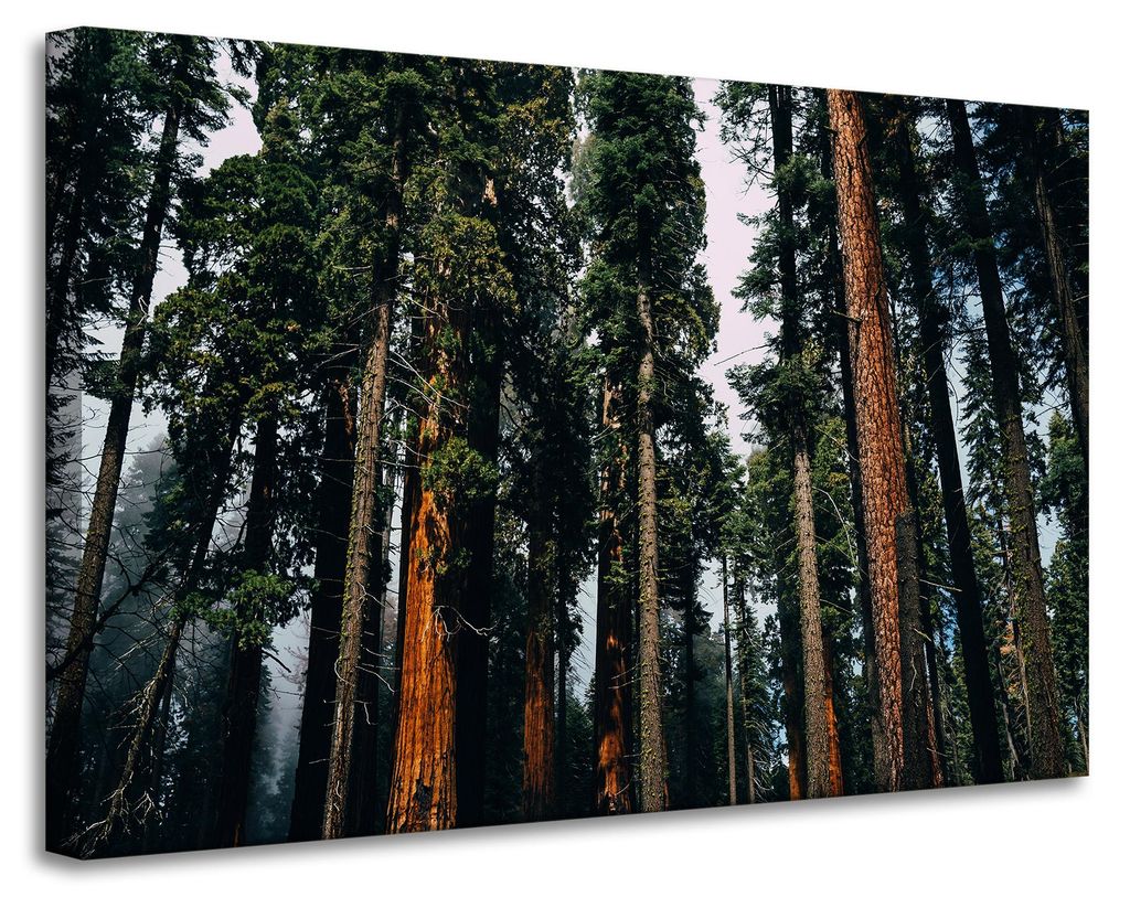 Leinwanddruck Natur Wald Nadelbäume 90x60