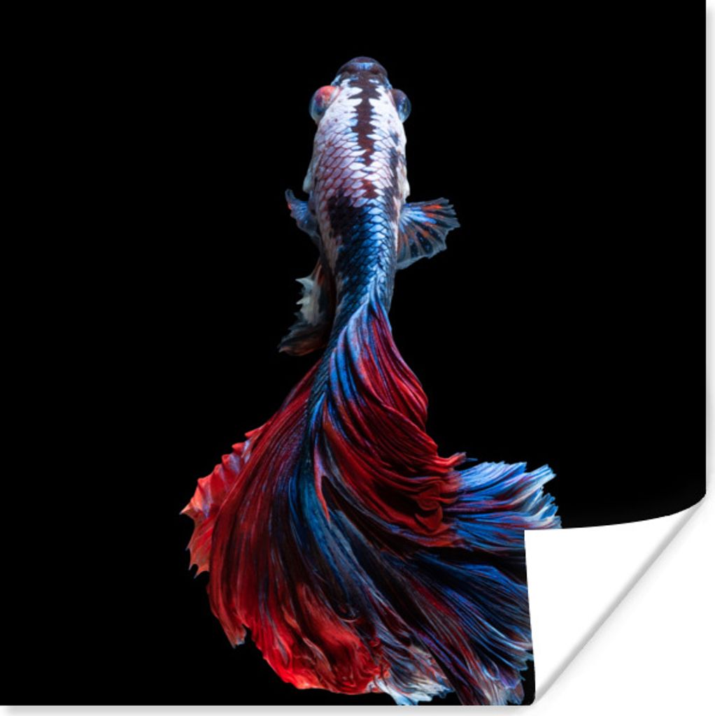 MuchoWow Poster Fisch - Schwanz - Schwarz 75x75 cm - Wand Dekoration