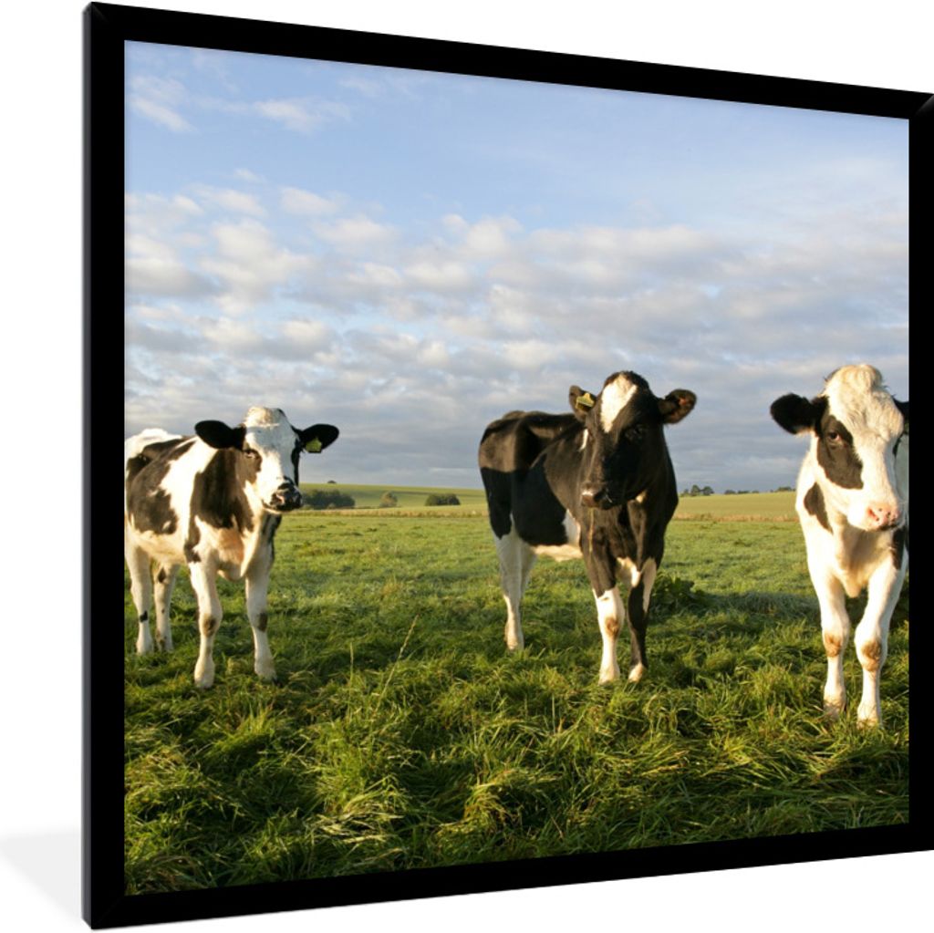 MuchoWow® Gerahmtes Poster Kühe - Sonne - Tiere 40x40 cm - Produktbild 