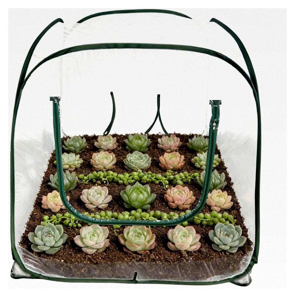 Gewächshäuser für den Außenbereich | Klappbares Tomatenhaus mit klarer PVC-Abdeckung