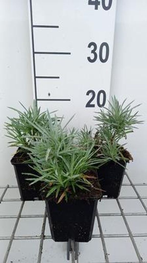 6 x Dianthus 'Maggie' - Nelke - Topf 9 x 9 cm