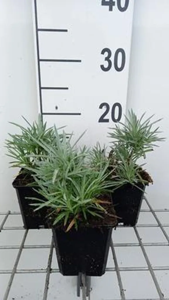 Plantes de rocaille robustes : 6 Oeillets Dianthus Maggie pots de 9cm