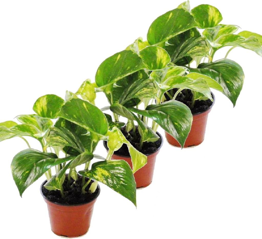 Set di 3 Efeutute - Scindapsus - Epipremnum - vaso da 12 cm Immagine del prodotto 