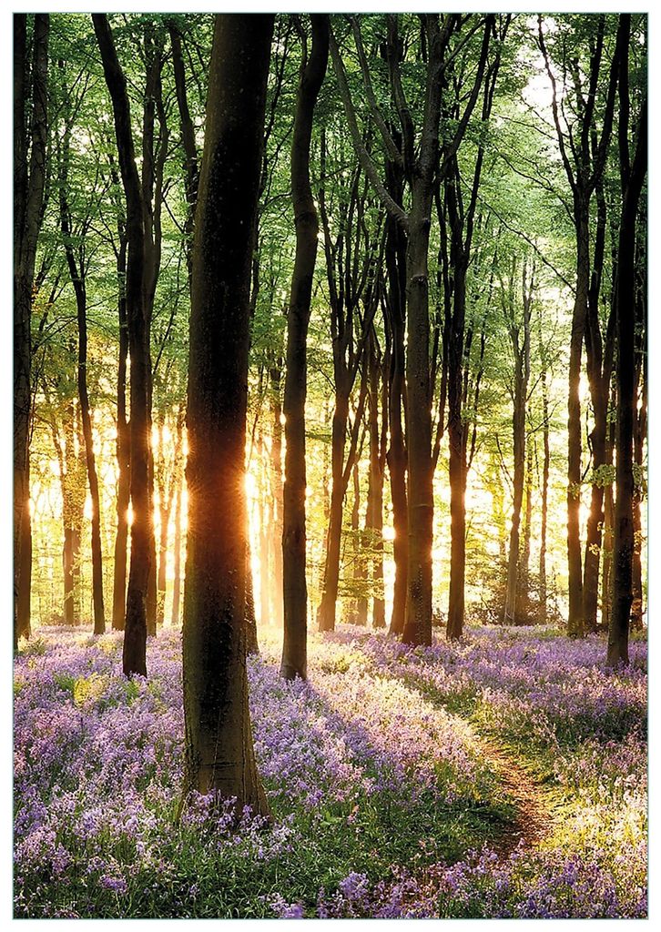 Wallario Premium Glasbild, freischwebende Optik, kräftige Farben, Größe 100 x 70 cm Motiv Blaue Hasenglöckchen im Wald mit Sonnenstrahlen