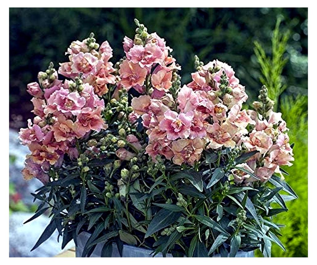 Löwenmäulchen Twinny Peach F1 Portion