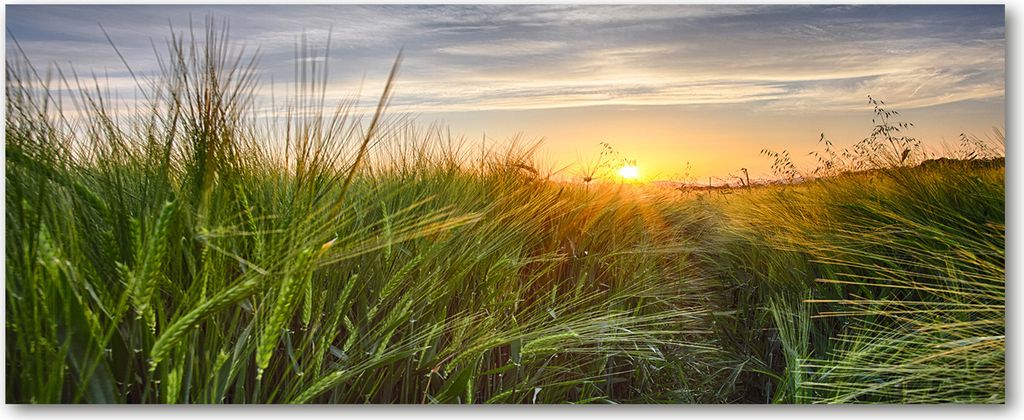 Tulup Glas-Bild Wandbild aus Glas - 125x50 - Wandkunst - Wandbild hinter gehärtetem Sicherheitsglas - Dekorative Wand für Küche & Wohnzimmer ...