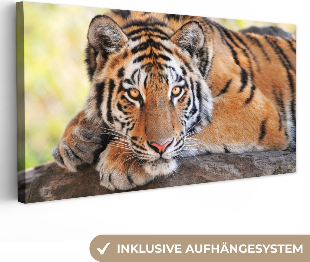 MuchoWow - Leinwandbilder - Tiger - Welpe - Rüssel, Wandbild, Wanddeko Bilder Wohnzimmer, 40x20 cm