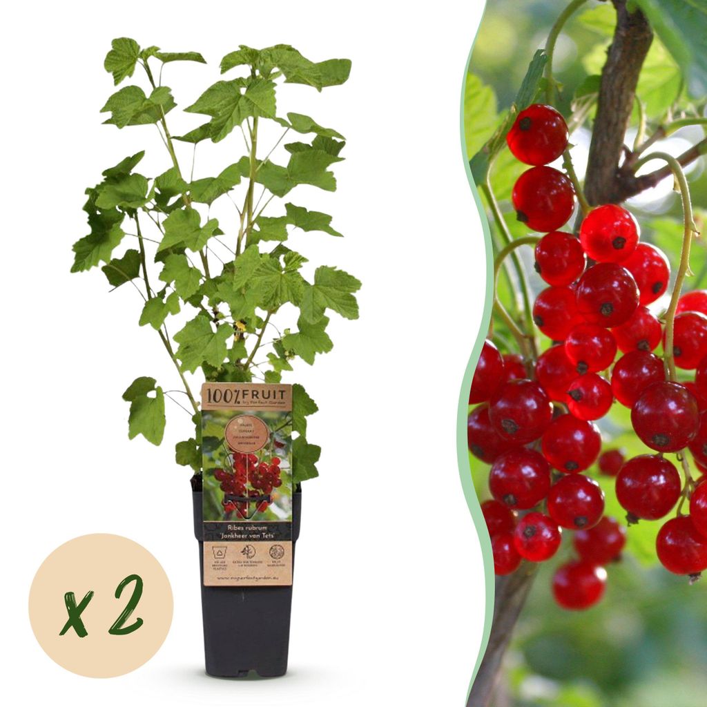 Green boutiQ - Obstpflanze - Ribes rubrum Jonkheer van Tets - Beerenpflanze - Frosthart - Rote Johannisbeere - 2 Pflanzen - Topf 15cm - Höhe 50cm