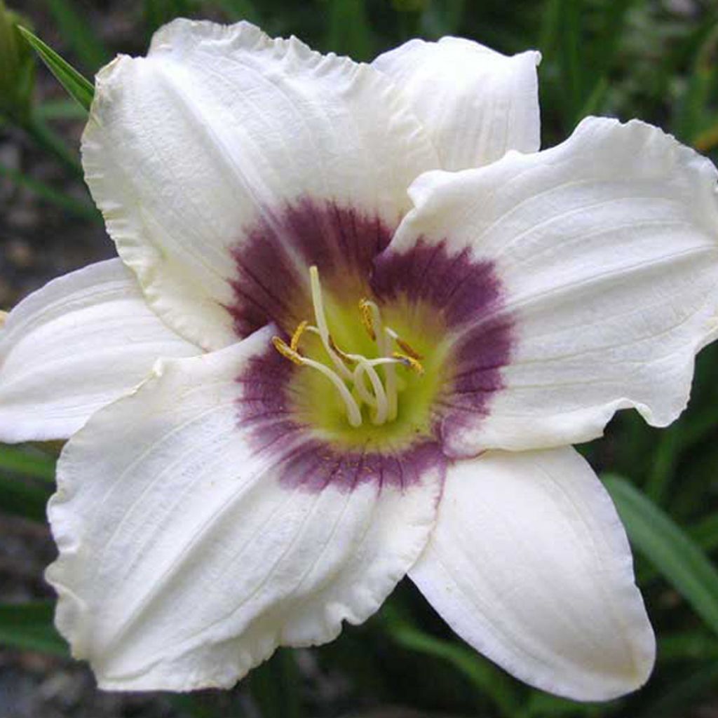 6 x Taglilie - Hemerocallis 'Pandora's Box' | Topf 9cm x 9cm