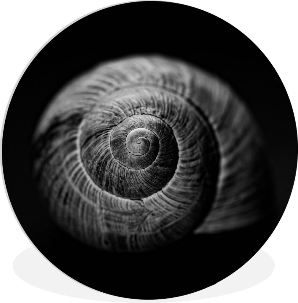 MuchoWow Rundes Wandbild - Runde Bilder Schnecke - Tiere - Schwarz - Weiß - Schneckenhaus Ø 30 cm Kreis Wanddekoration Kunststoff - Wandkreis -...