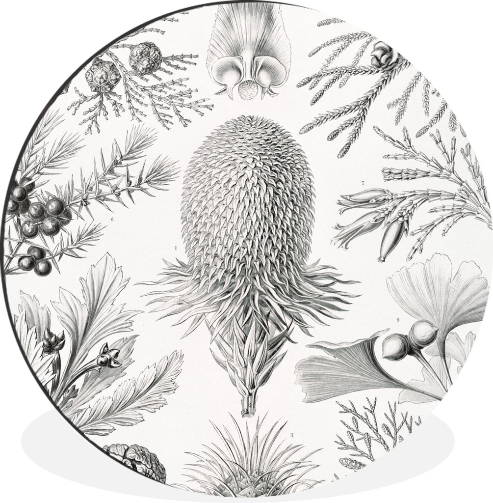 MuchoWow Aluminium Wandkreis Koniferen - Ernst Haeckel - Kunst - Retro - Illustration - Natur Ø 90 cm Wanddeko Modern Wohnzimmer - Mauerkreis - ...