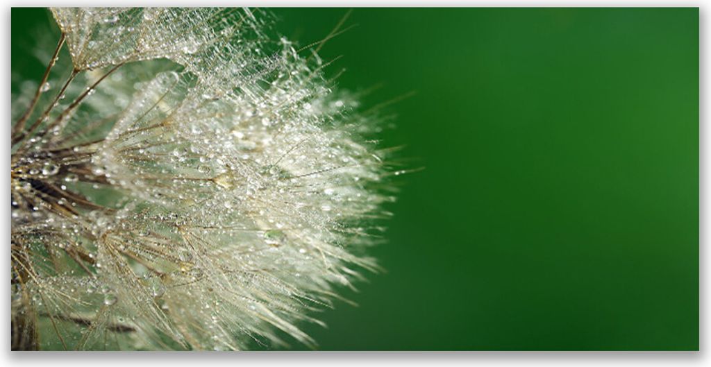 Küchenrückwand aus Glas 120x60cm Spritzschutz Pusteblume Pflanzen