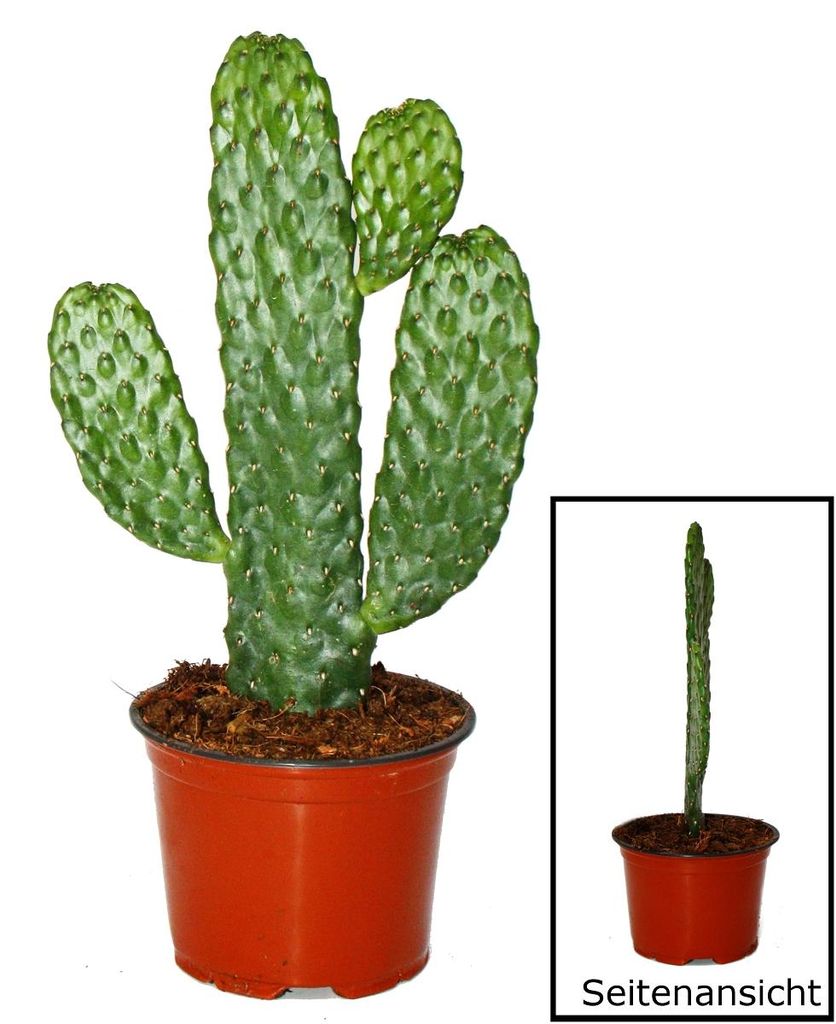 Kaktus zničené cesty - Consolea rubescens - Kaktus s Obrázek produktu 