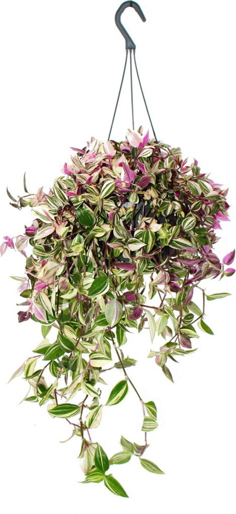 Pianta d'appartamento da appendere Tradescantia quadricolor Immagine del prodotto 