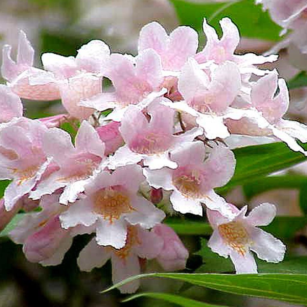 2 x Kolkwitzie-Perlmutt-Strauch - Kolkwitzia amabilis 'Pink Cloud' | 30-50 cm in Container