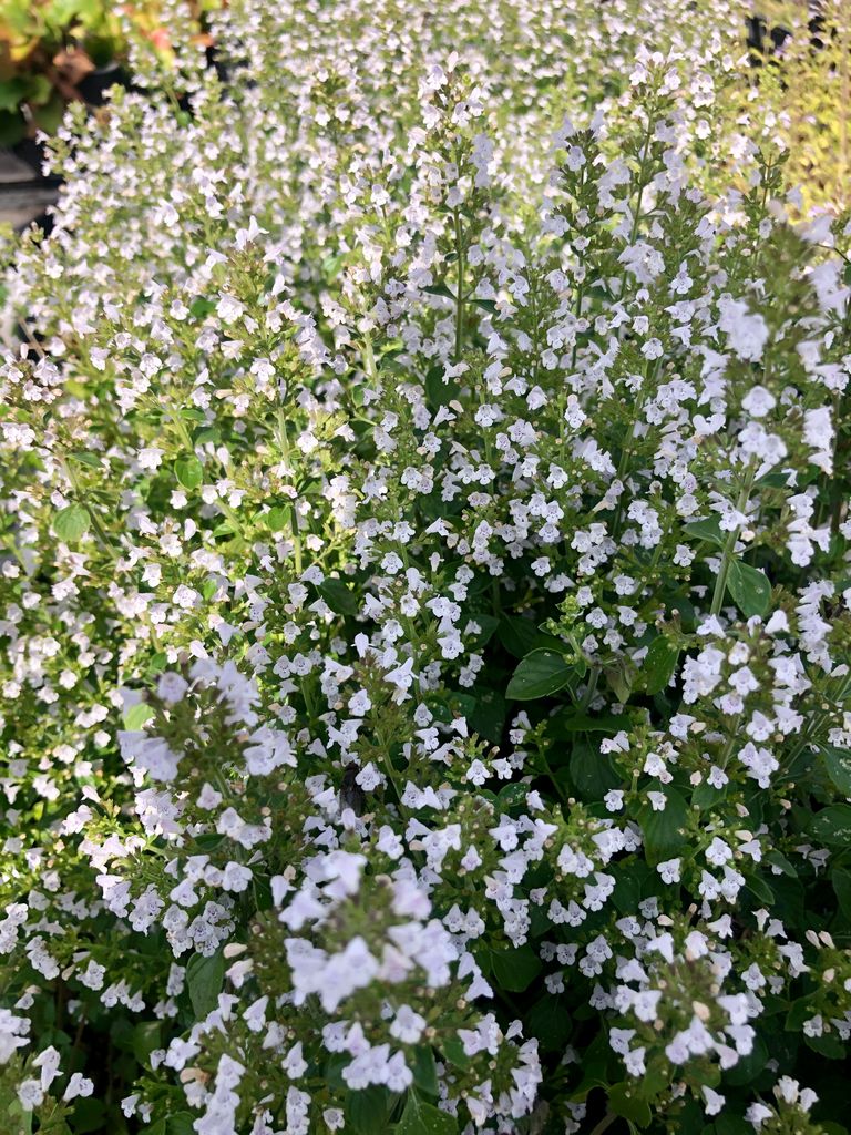 12 x Calamintha nepeta ssp. nepeta - tymián skalní v Obrázek produktu 