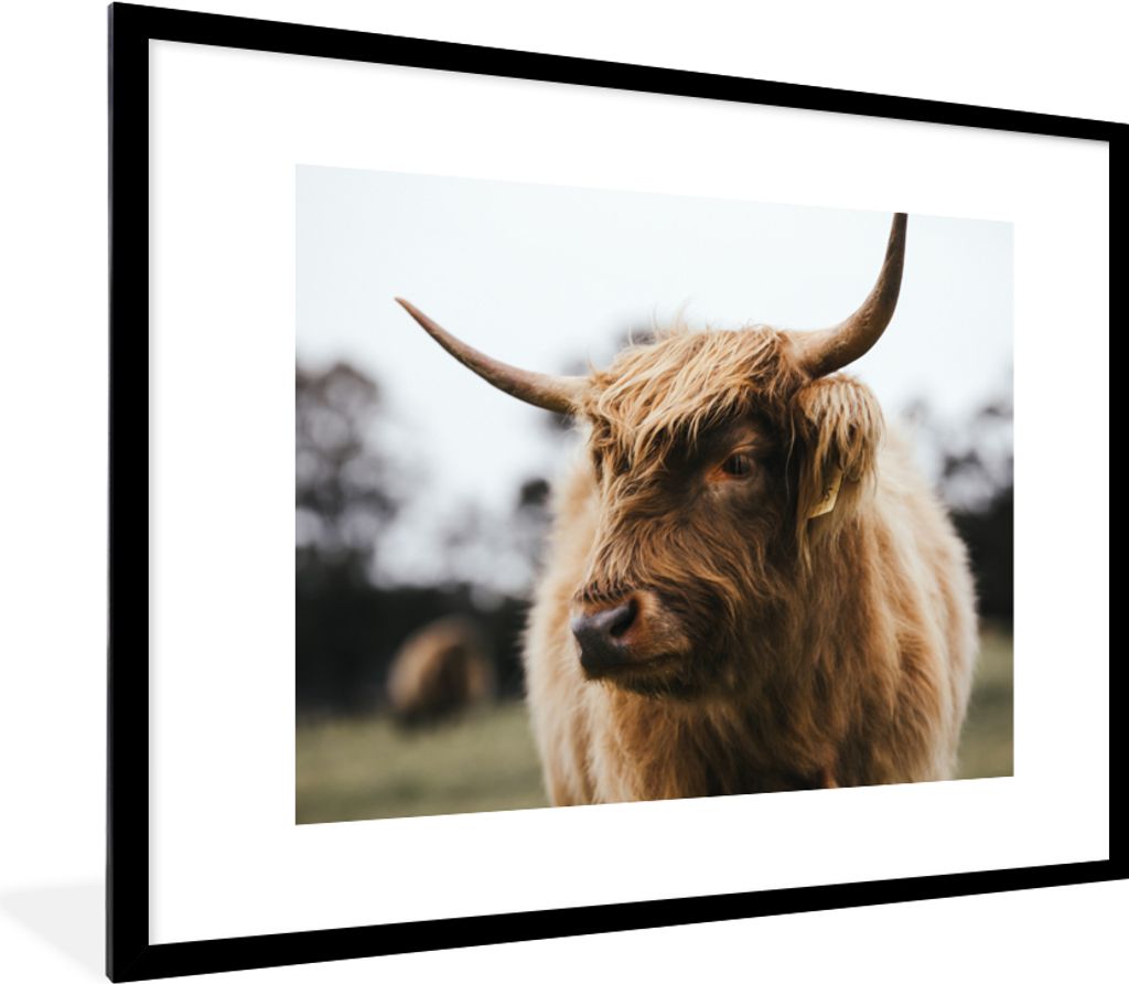 MuchoWow Gerahmtes Poster Schottischer Highlander - Tiere - Hörner 80x60 cm - Poster mit Schwarzem Bilderrahmen Wandposter Rahmen Foto Bilder - ...