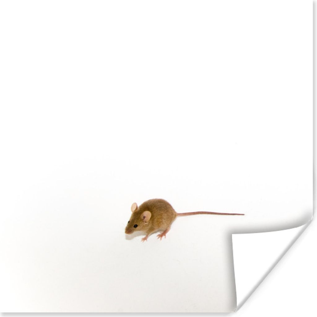 MuchoWow Poster Maus - Tiere - Weiß 75x75 cm - Wand Dekoration