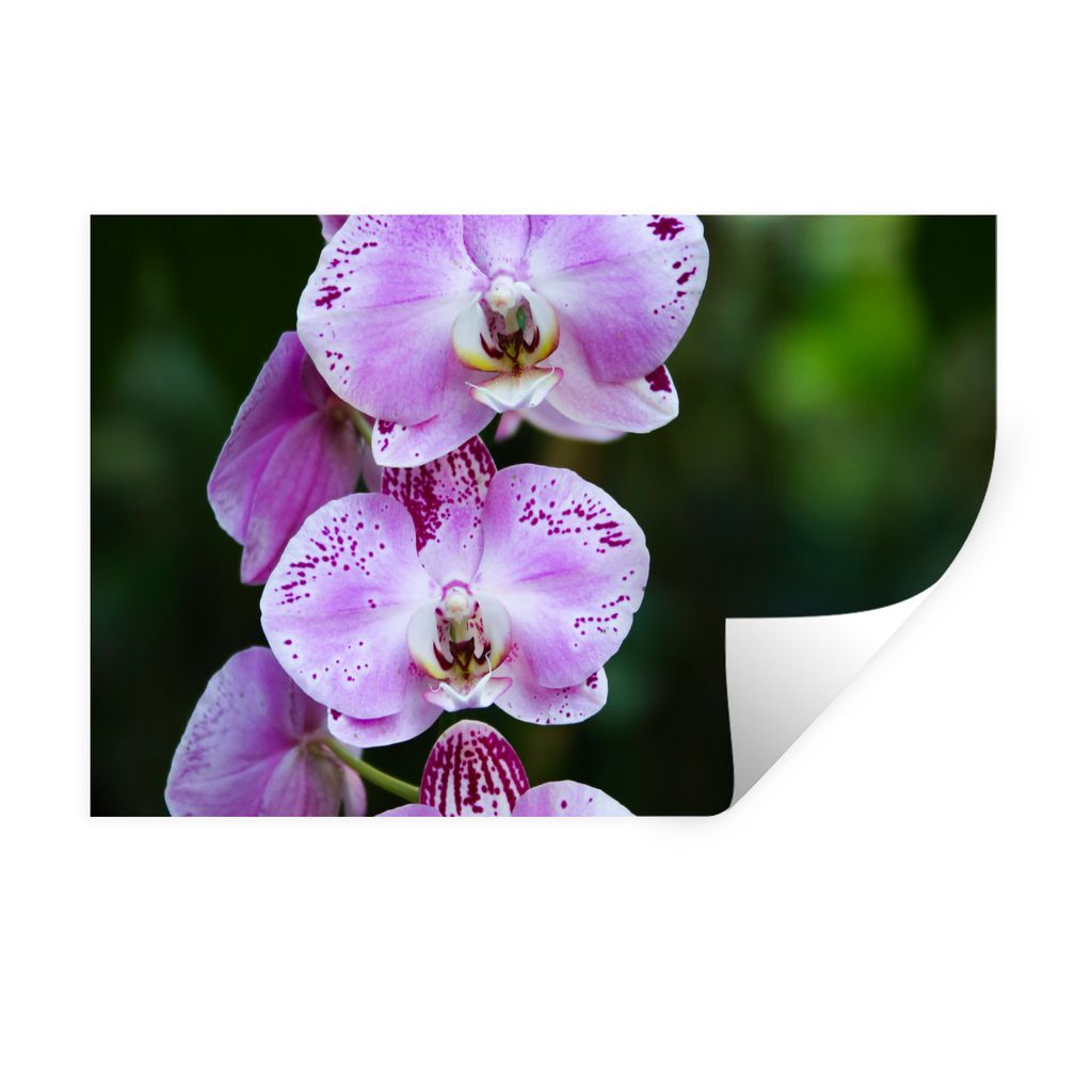 MuchoWow Wandtattoo Wandsticker Wandaufkleber Blühende Orchideen 90x60 cm Selbstklebend und Repositionierbar - Aufkleber