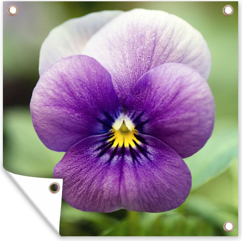 MuchoWow 100x100 cm Outdoor-Poster Gartendeko Sichtschutz Garten Poster für den Garten Purpurviolett auf verblasstem Hintergrund