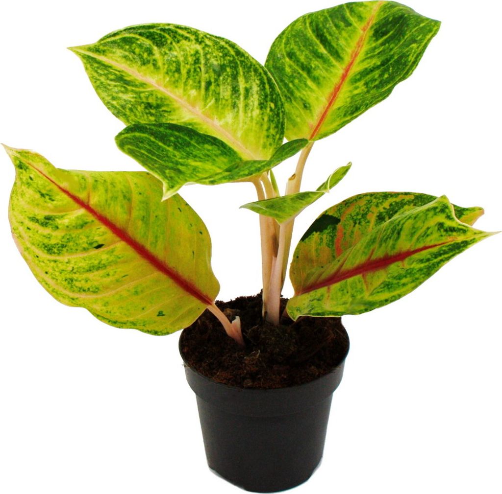 Aglaonema Iguana Red - Kolorowa nic kolby - Niezwykle Zdjęcie produktu 