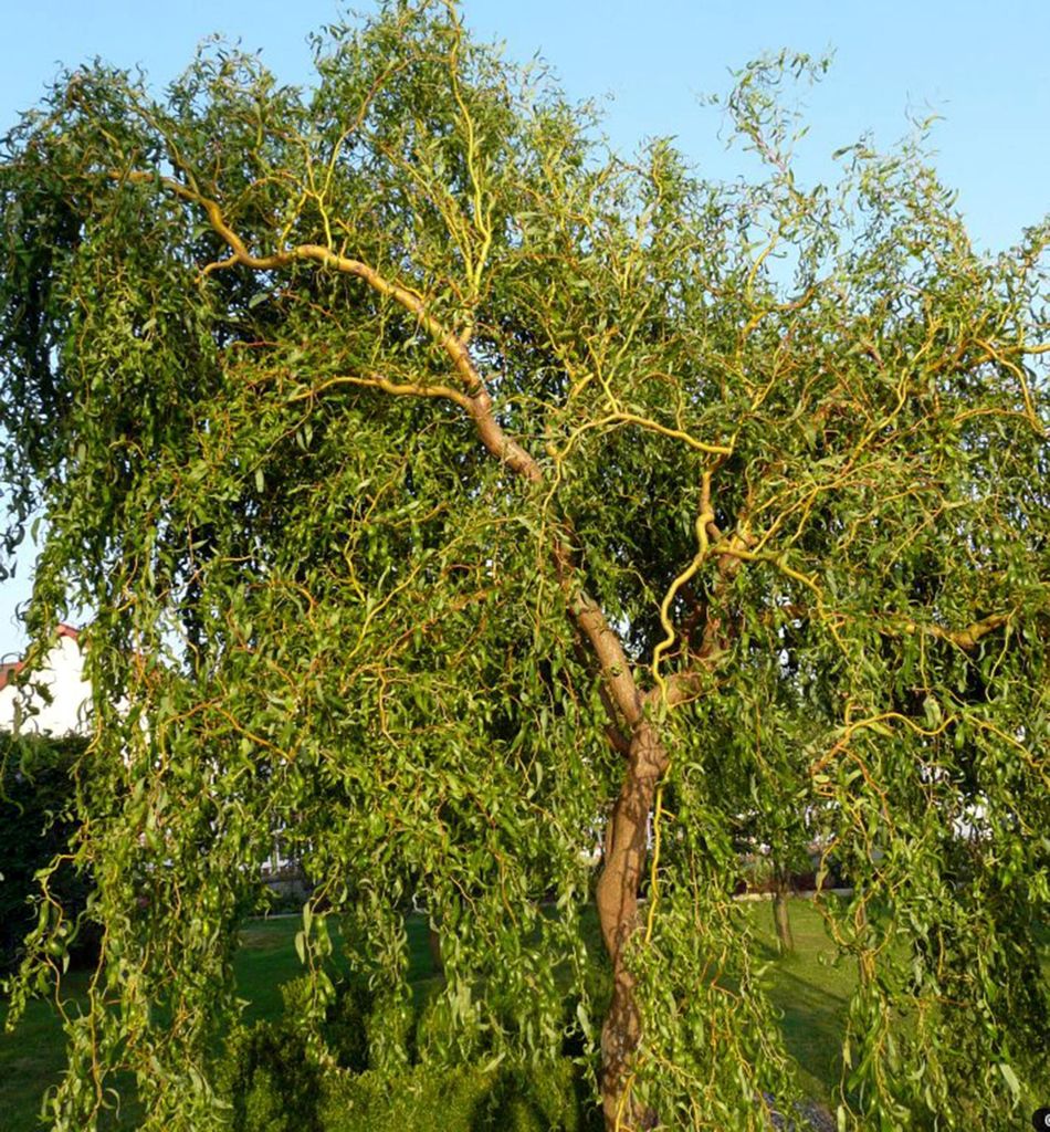 Lockenweide, 40-50 cm, Cont. 2,5 l Produktbild 