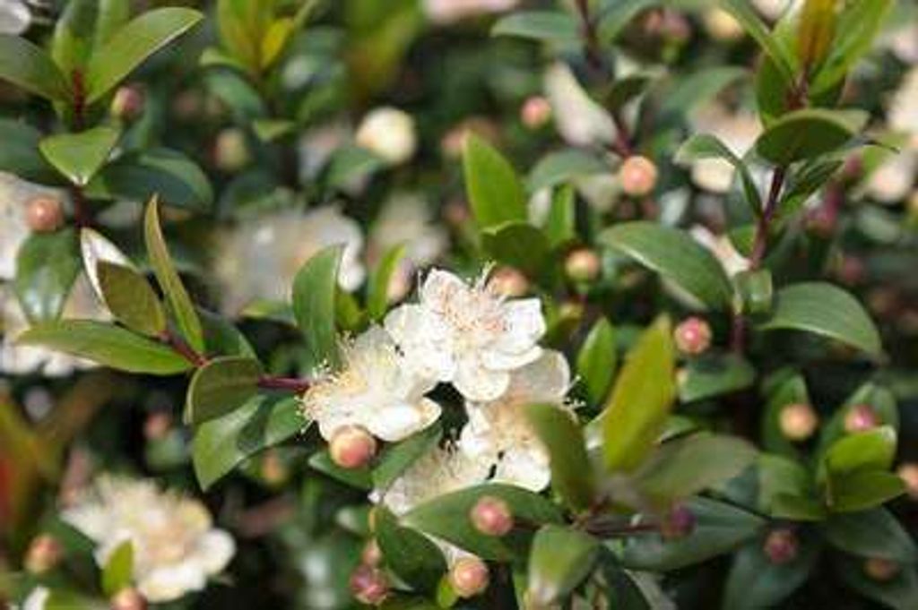 A close-up view of a flowering Myrtus communis plant with green leaves and white flowers.