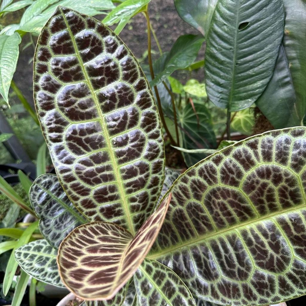 Schildkrötenrücken (Labisia obtusifolia) - 1 Samen