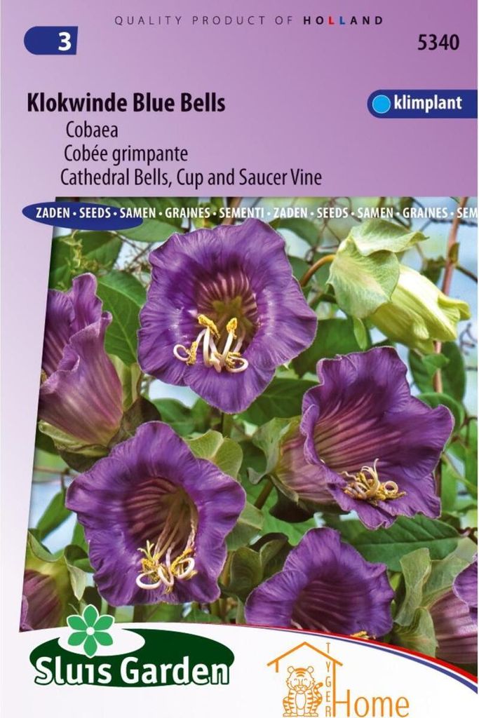 Glockenwinde Blue Bells Cobaea Blumensamen - Schöne blaue Glockenwinde für die Gartendekoration - Hohe Qualität und reicher Ertrag