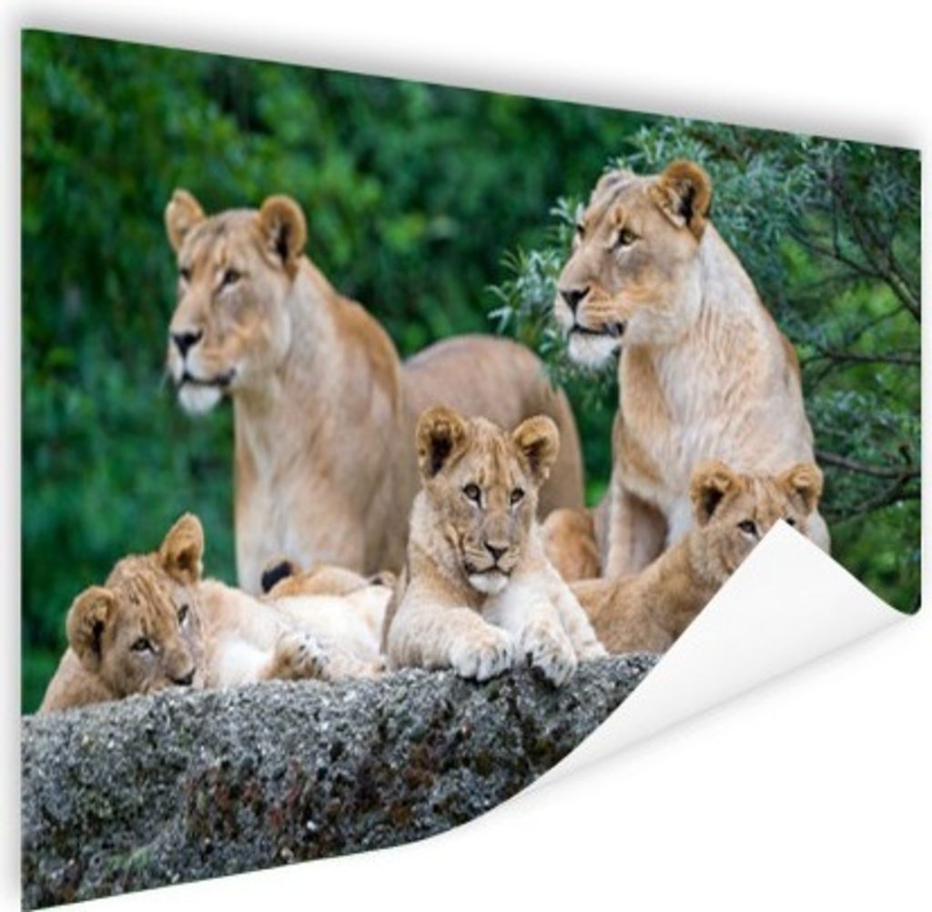 MuchoWow Poster Löwen - Tiere - Jungtiere 120x80 cm - Bilder