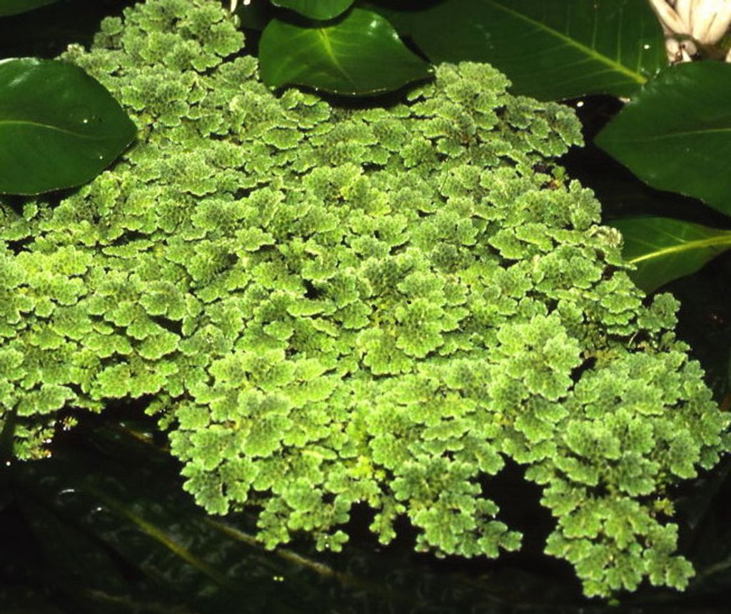 Großer MoosFarn, Feenmoos / Azolla Kaufland.de